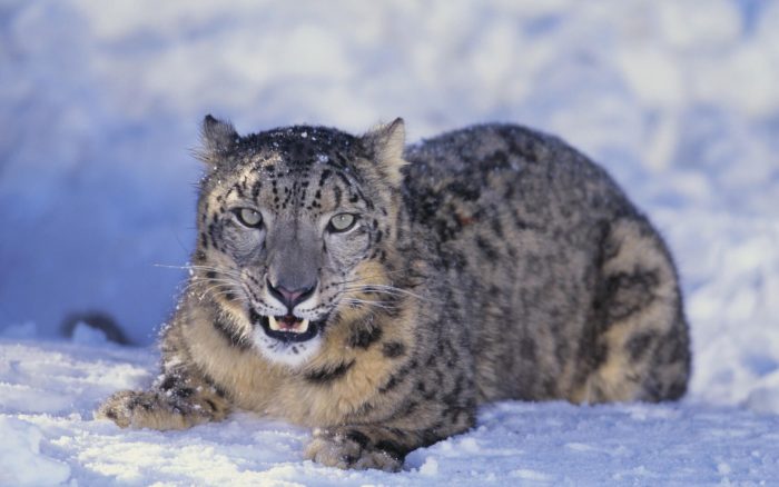 Snow Lepord