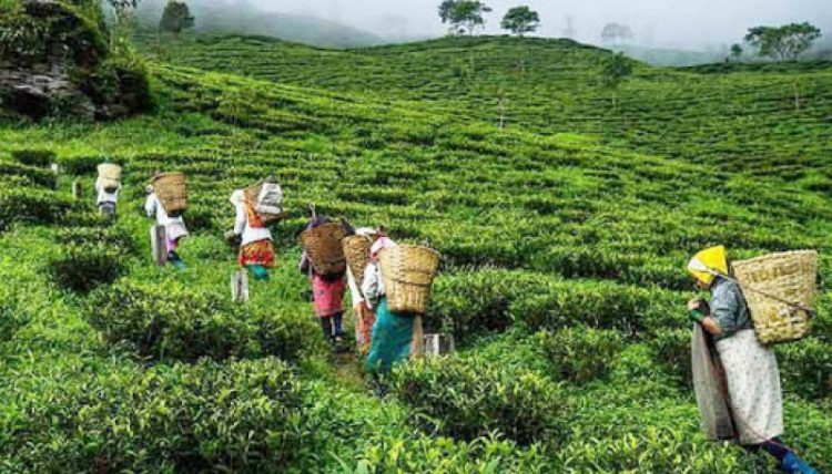 Arthodox tea