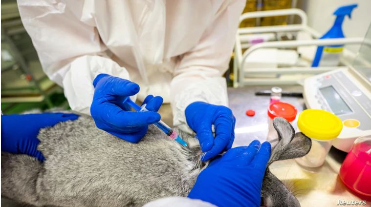 Corona Vaccine for Animal