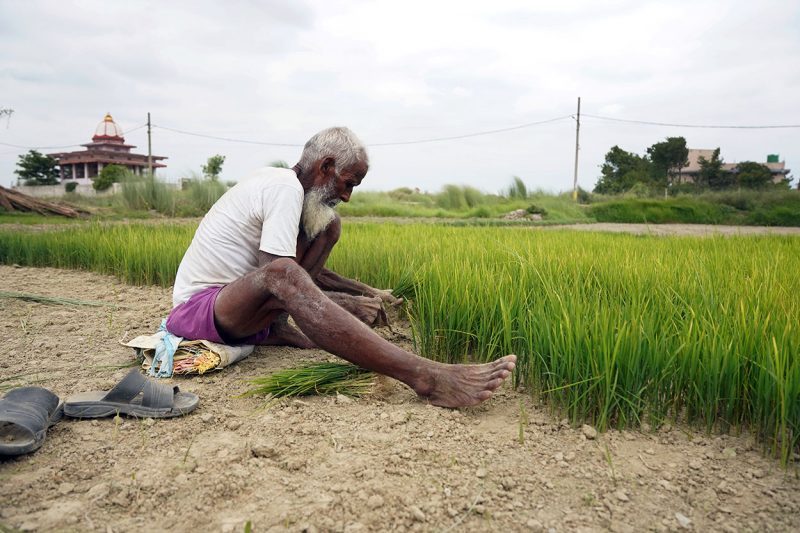 Old Kisan