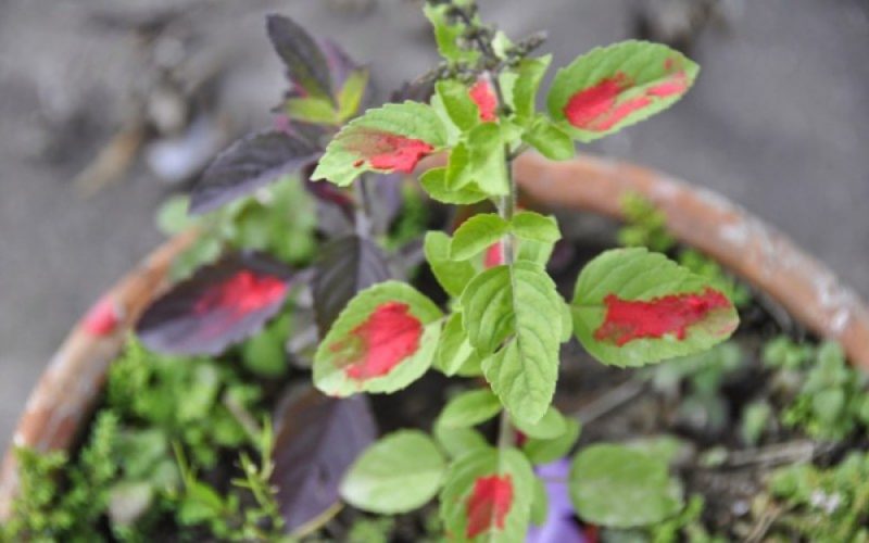 Tulsi