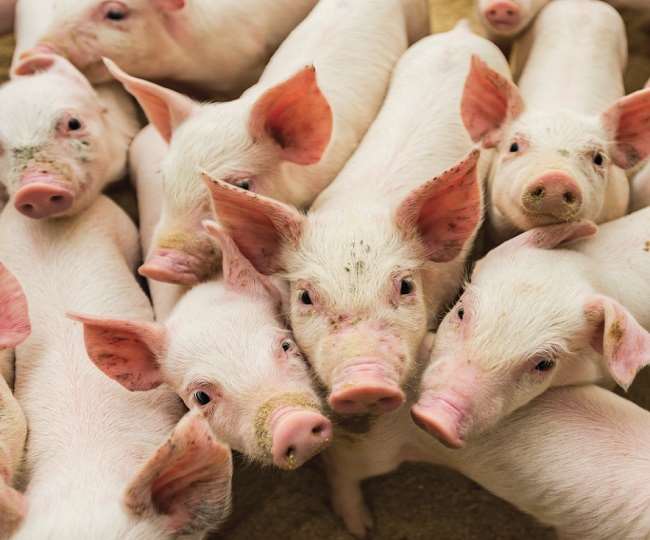 Swine Fiber