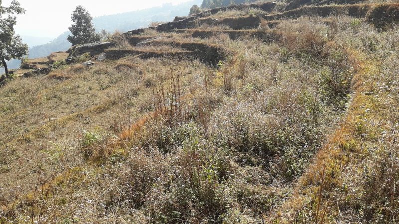 Farming Land