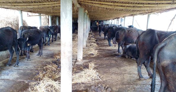 विदेशको जागिर छाडेर स्वदेशमै भैँसीपालन