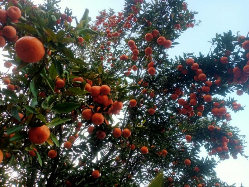 आम्दानीको स्रोत बन्दै सुन्तला