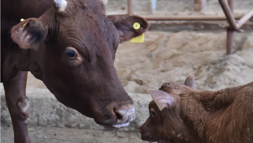 सुपर काउ