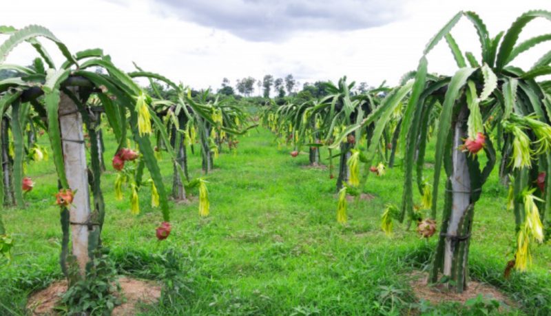 शिक्षण पेसासँगै ‘ड्रागन फ्रुट’को खेती