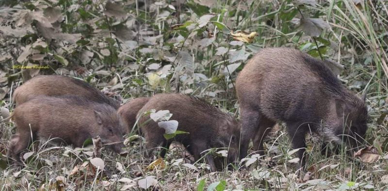 वन्यजन्तुबाट तरकारी जोगाउन खेतबारीमै बास