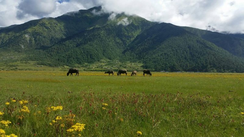 नौ हजारभन्दा बढी आन्तरिक तथा बाह्य पर्यटक ढोरपाटन पुगे