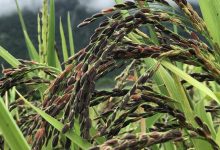 कालीमार्सी धानको बीउ राख्न सार्वजनिक बिदा