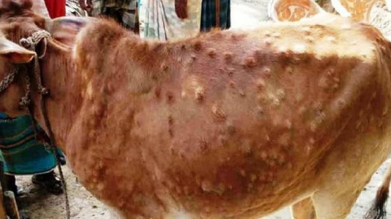 लम्पी स्कीन रोग