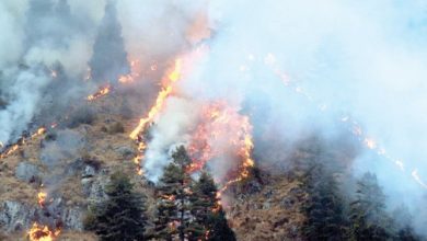 वन डढेलो