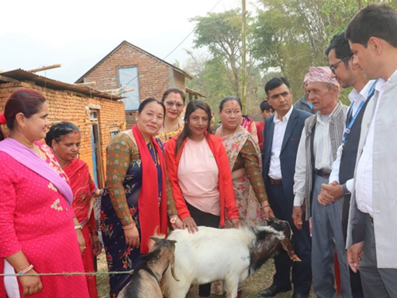 बाख्रा उपहार