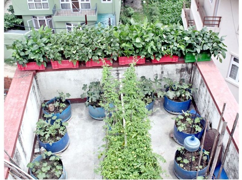 कौसी खेतीमा रमाउँदै बेनीका महिला