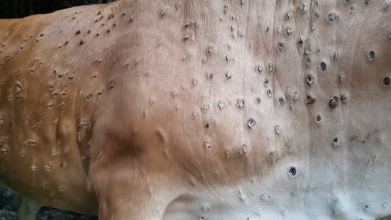 लम्पीस्किन सङक्रमण