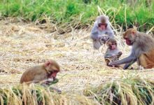 बाँदर आतङ्क