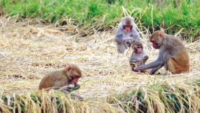 बाँदर आतङ्क