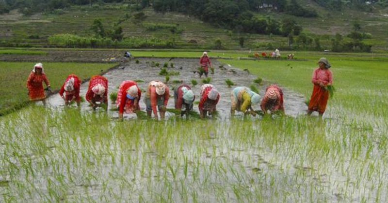 मार्सी धान रोपाइँ