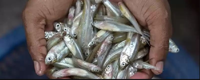 माछाका भुरा