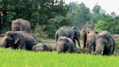 भारतबाट पसेका हात्ती