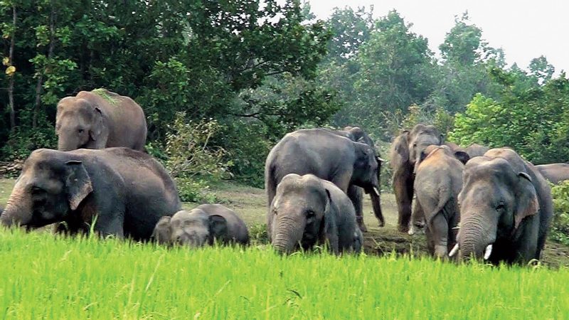 भारतबाट पसेका हात्ती