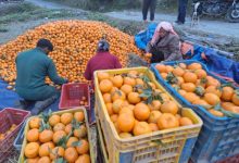 डेढ करोडको सुन्तला बिक्री