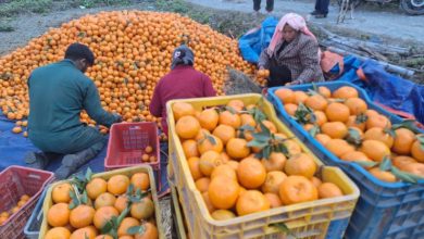 डेढ करोडको सुन्तला बिक्री