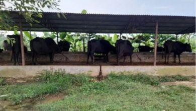 पशु जोगाउन समस्या