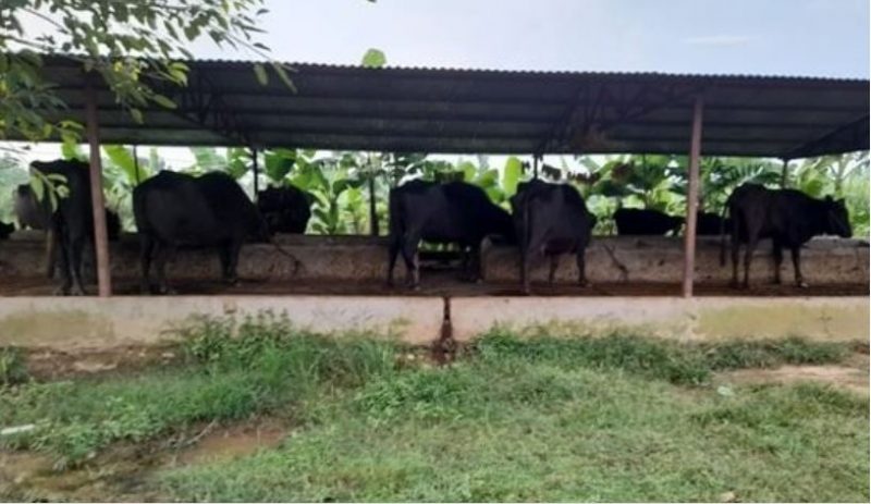पशु जोगाउन समस्या पशु जोगाउन समस्या