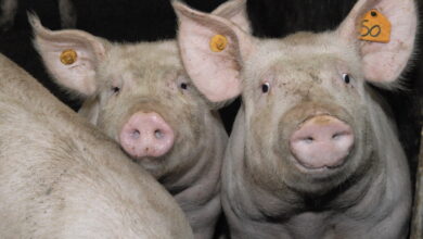 अफ्रिकन स्वाइन फिभर