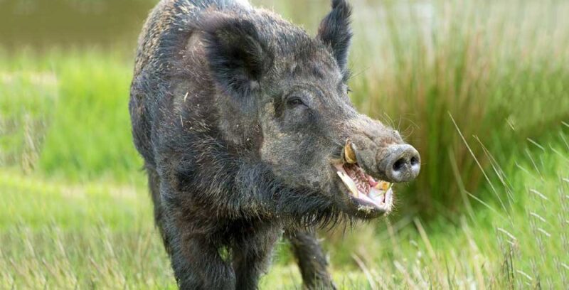 बँदेलको टोकाइ