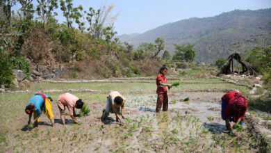 चैते धान