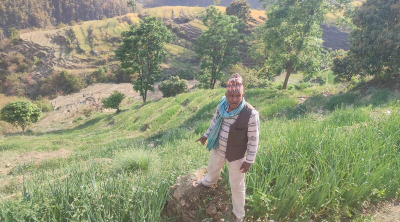 प्याजखेती