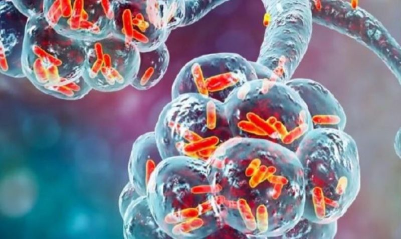 New Bacteria