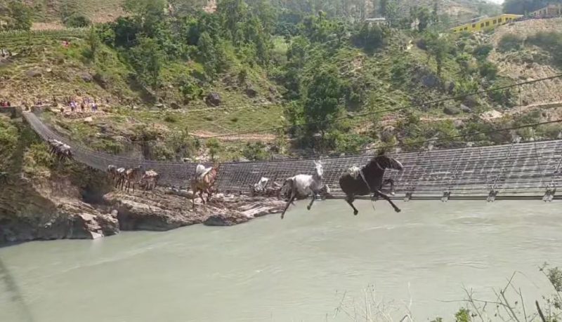 खच्चड कर्णालीको झोलुङ्गे पुलमा अड्किए खच्चड कर्णालीको झोलुङ्गे पुलमा अड्किए