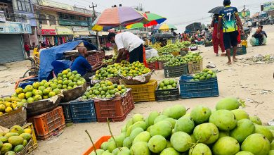 लहानको आँप ‘ब्राण्डिङ’