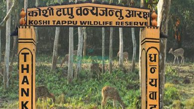 कोशी टप्पु वन्यजन्तु आरक्षबाट ४० लाख राजस्व सङ्कलन