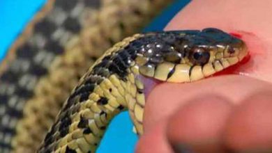 साँपले डस्दा बालिकाको मृत्यु, आमाको अवस्था गम्भीर