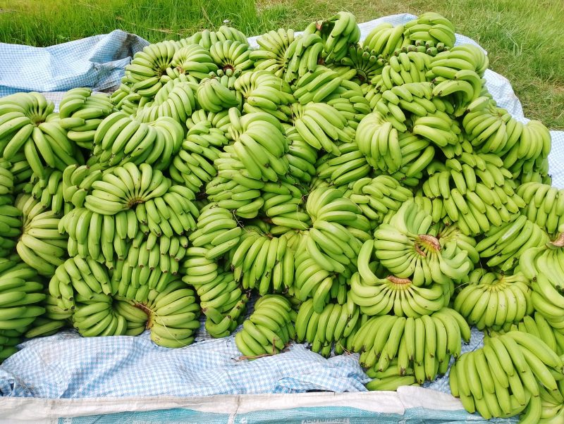 केराखेती