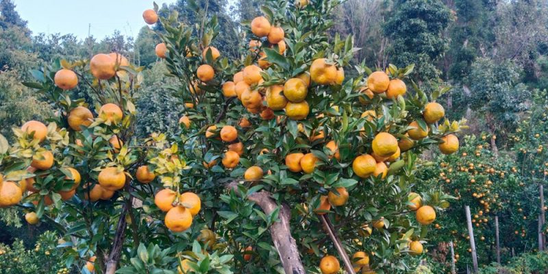 सुन्तला