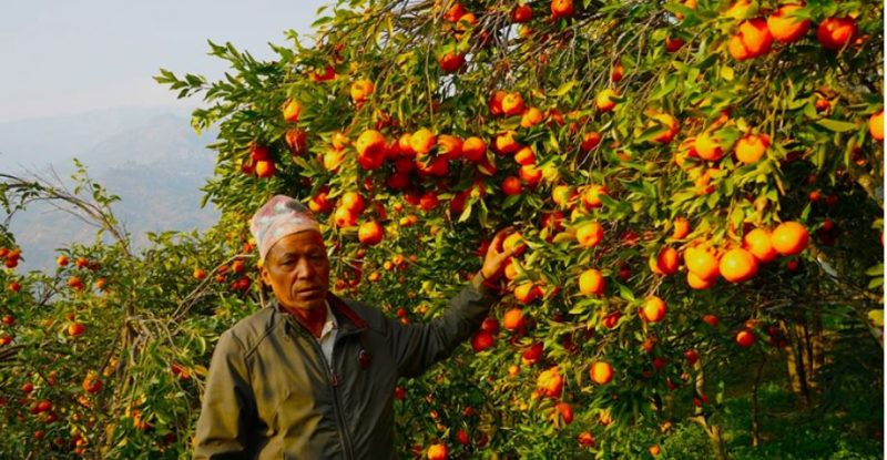 सुन्तला खेतीमा रमाएका पूर्व शिक्षक